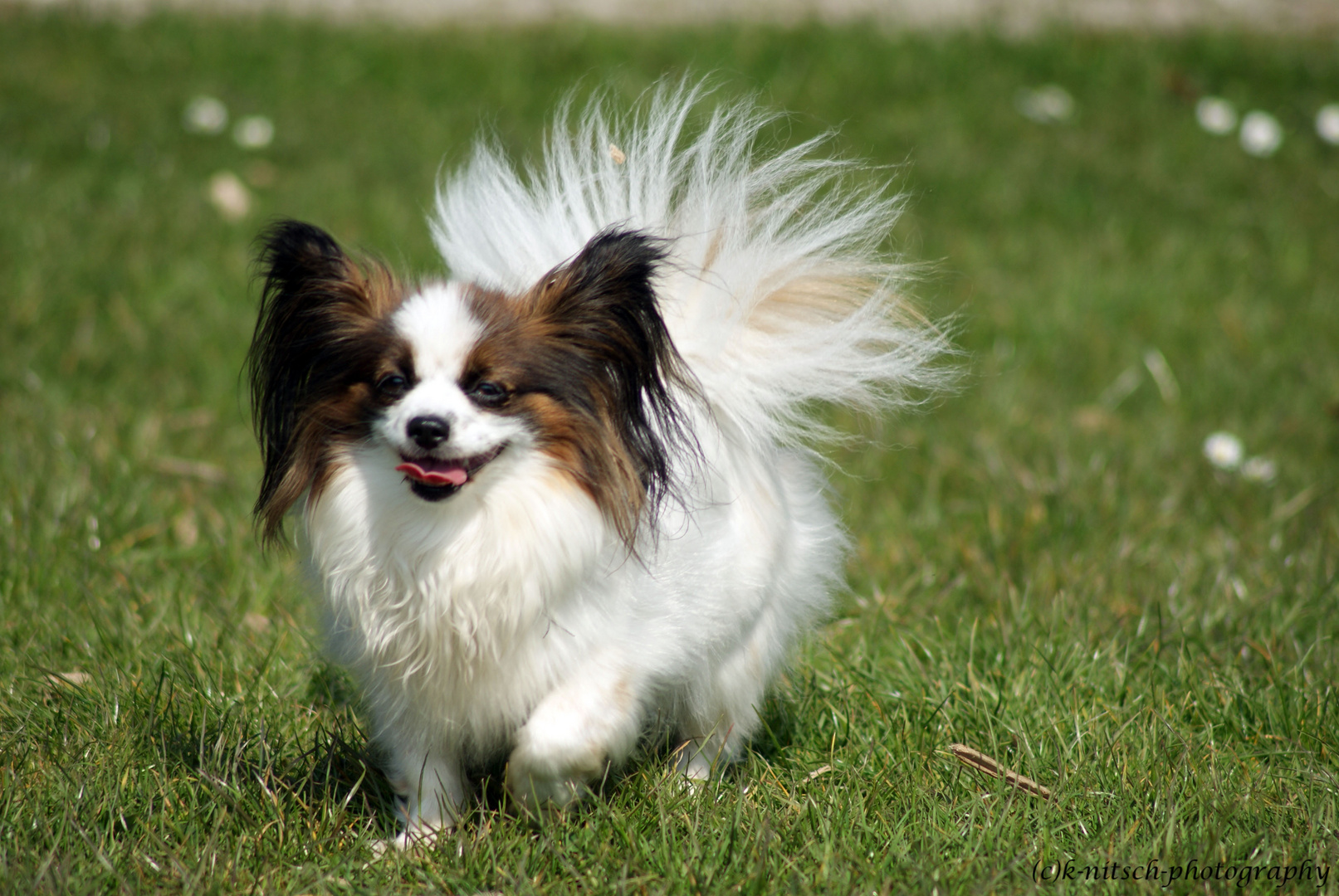 Papillion