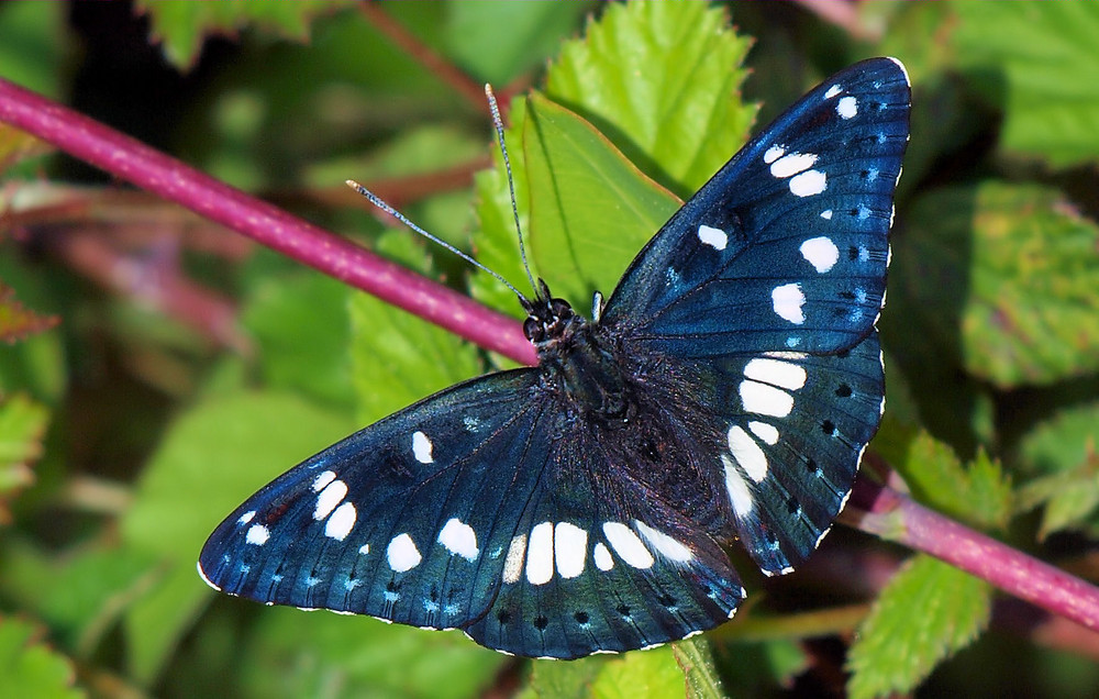 papillion dans foret des landes