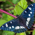 papillion dans foret des landes