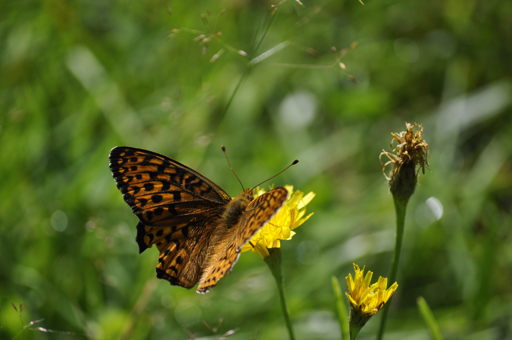 papillion du quebec 2