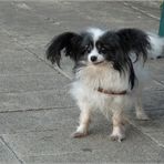 Papillion