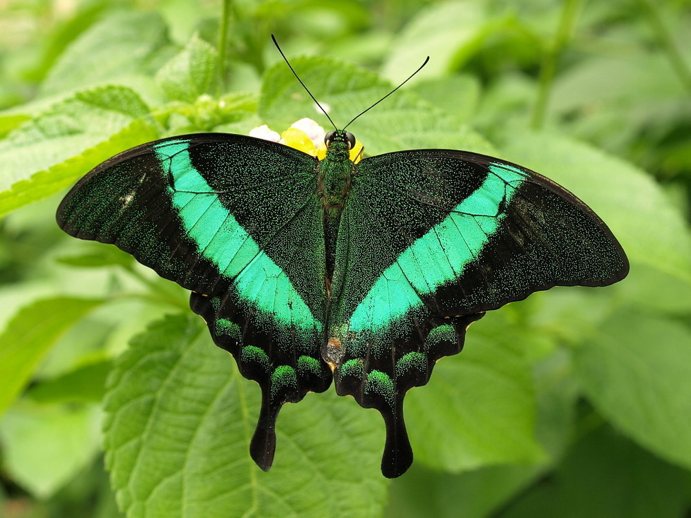 papillion noirmoutier