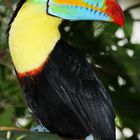 Papilliorama, Tucan