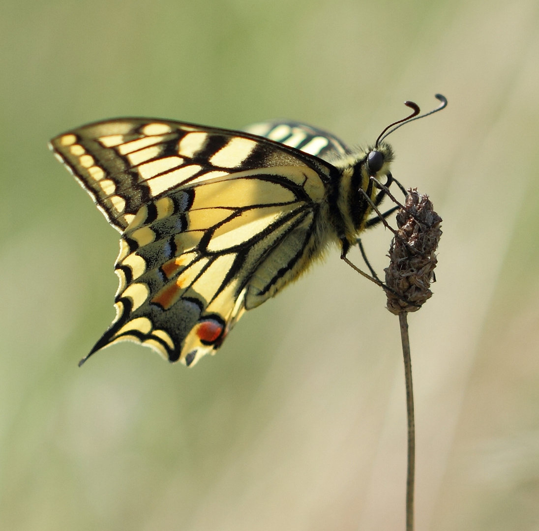 Papillo machaon