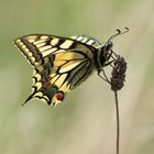 Papillo machaon