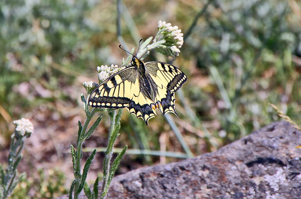 Papillo machaon-Schwalbenschwanz