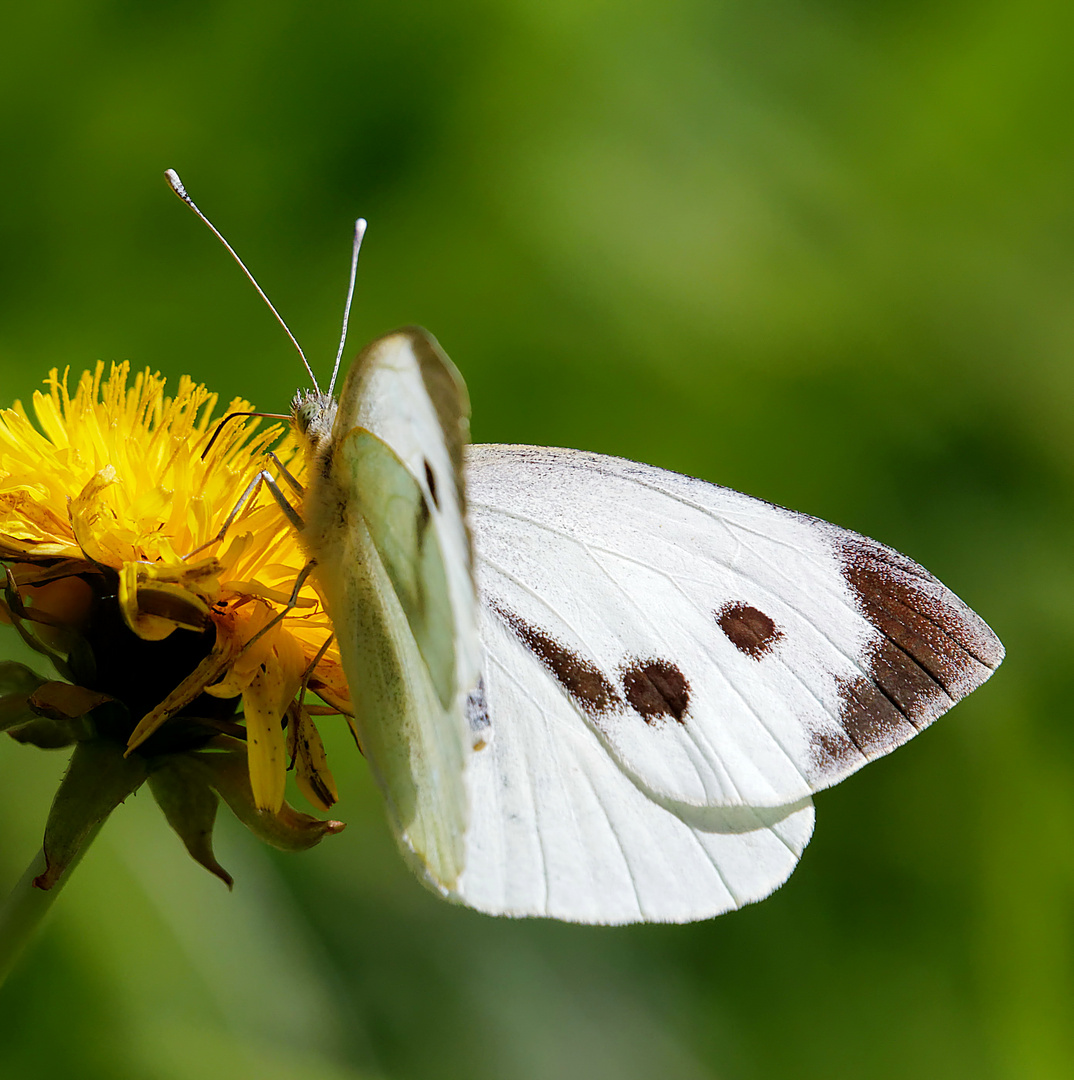 Papillon...