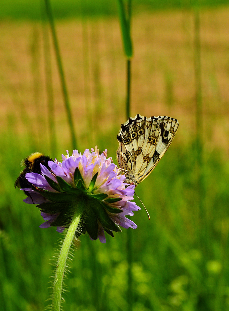 Papillon