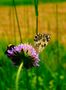 Papillon de Fanchon Photography 