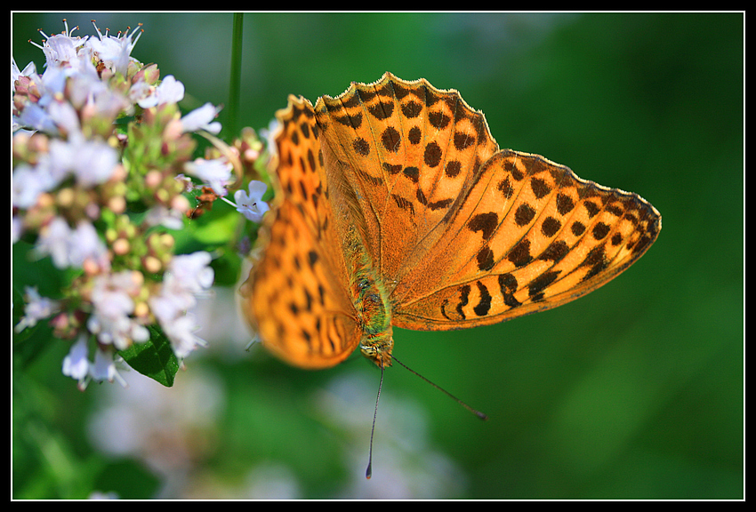 Papillon