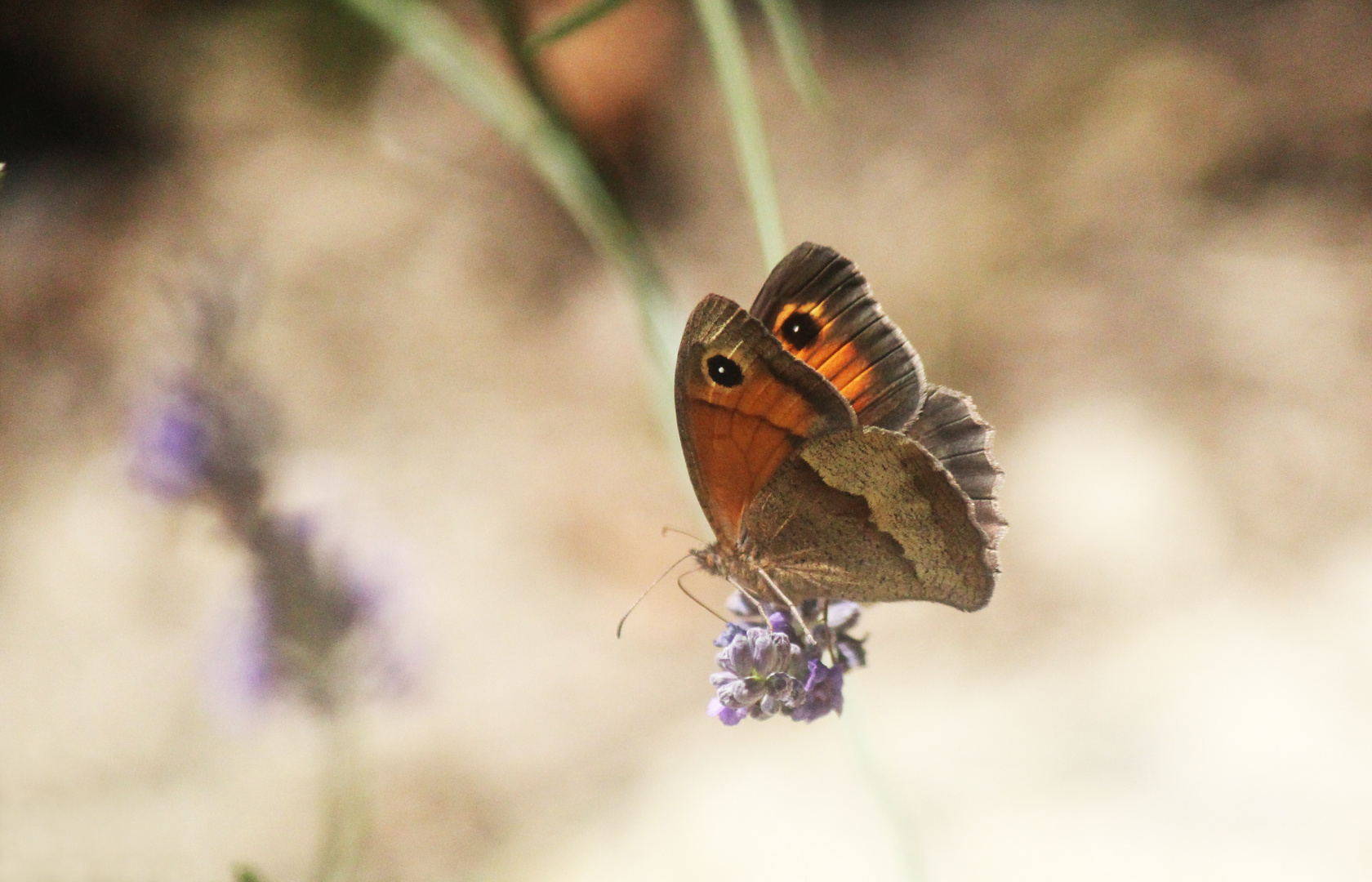 papillon