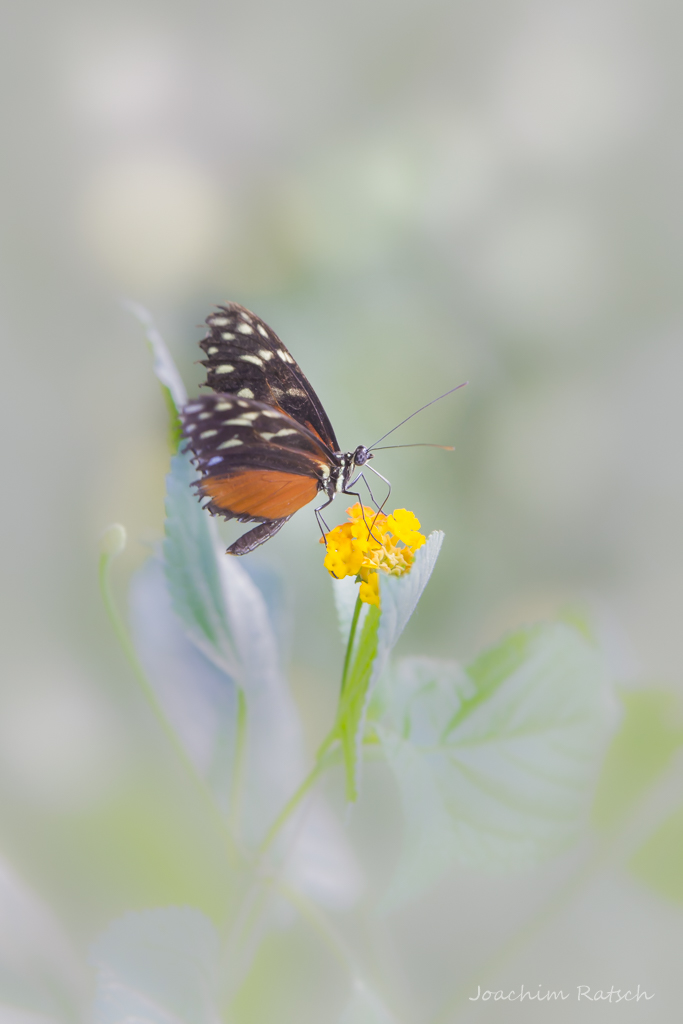 Papillon 06