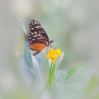 Papillon 06
