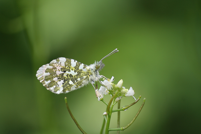 papillon