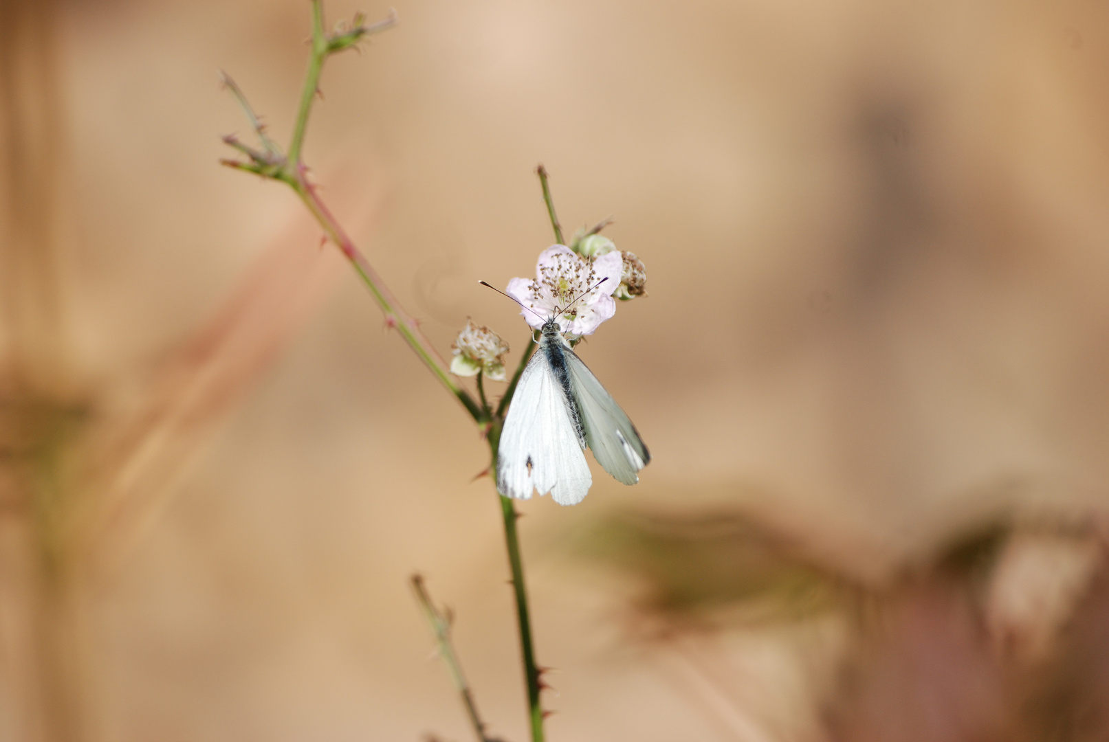 Papillon