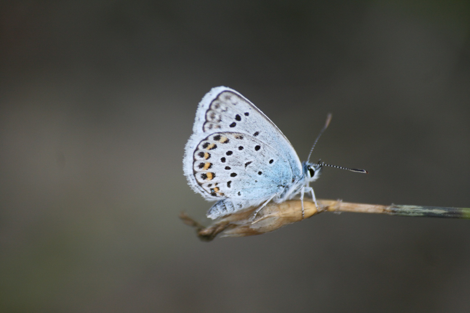 papillon