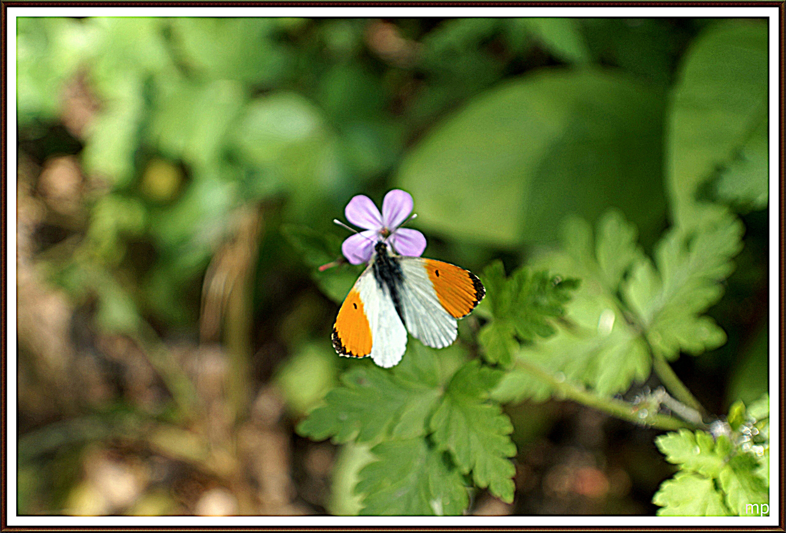 papillon