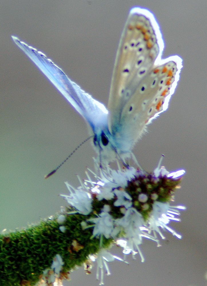 papillon