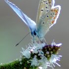 papillon