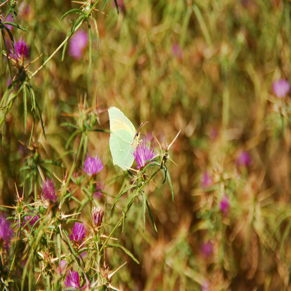 Papillon