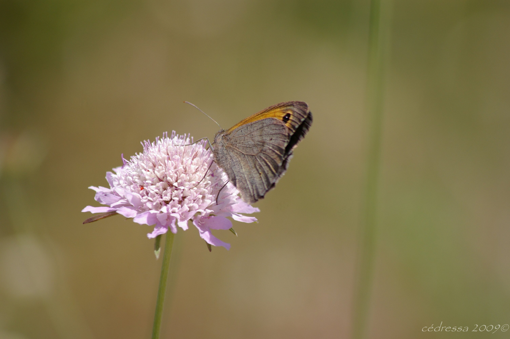 Papillon 1