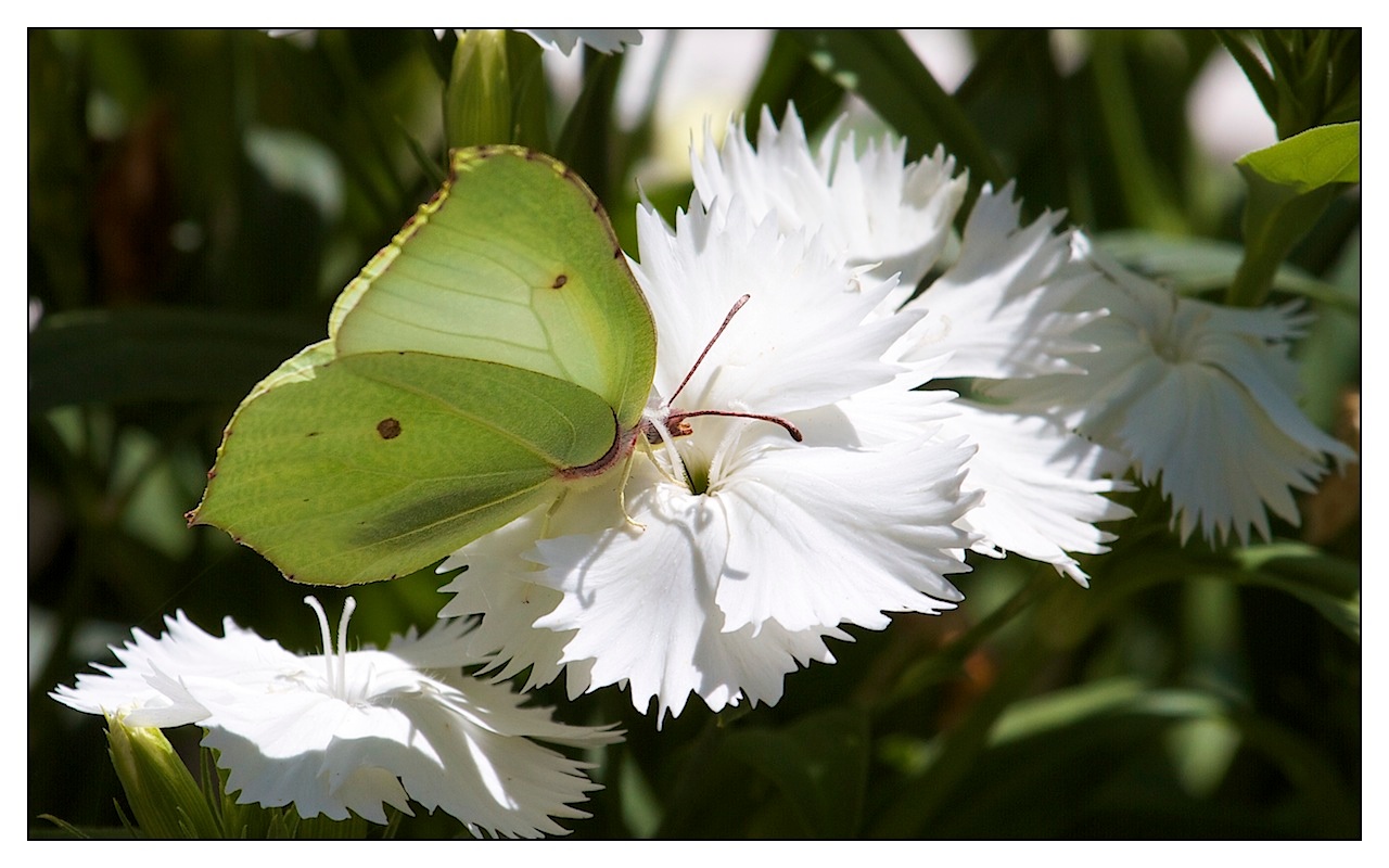 papillon 1