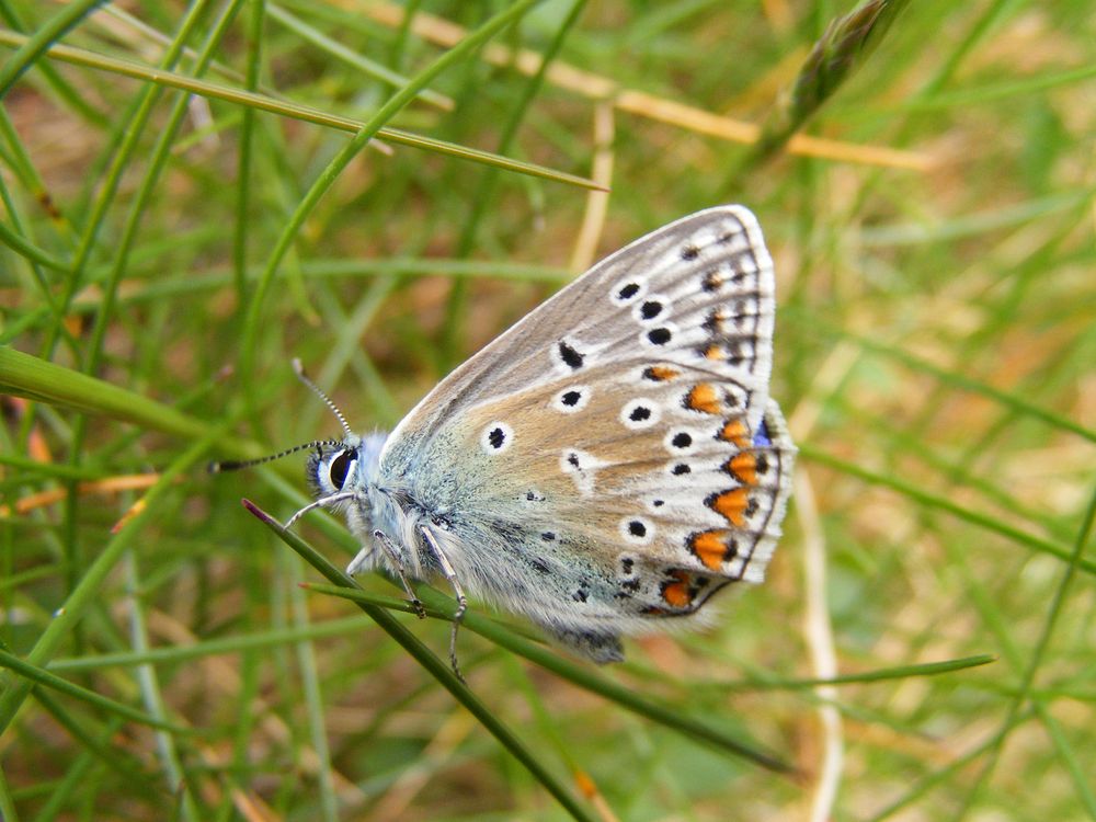 Papillon (1)