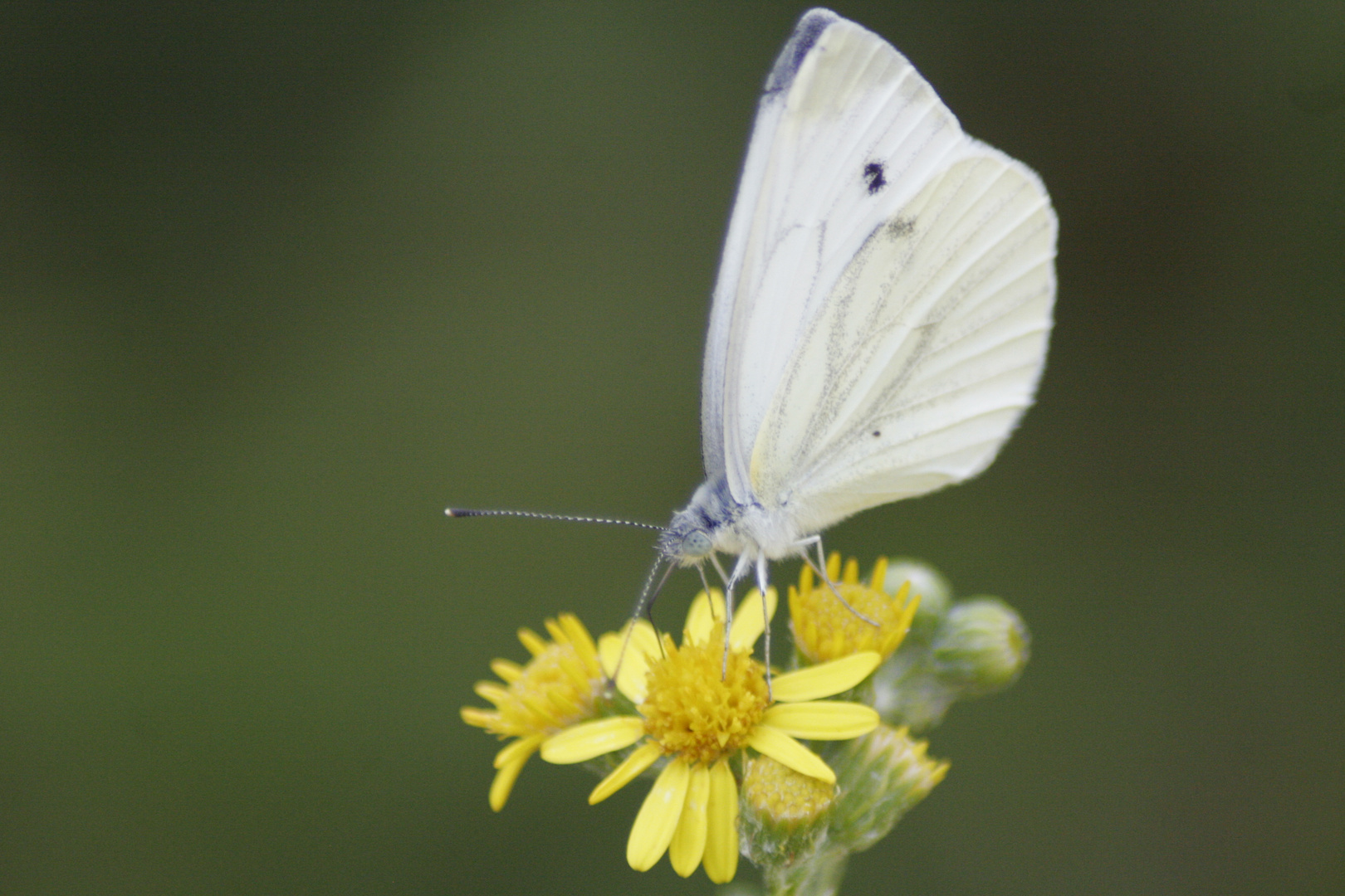 papillon-1