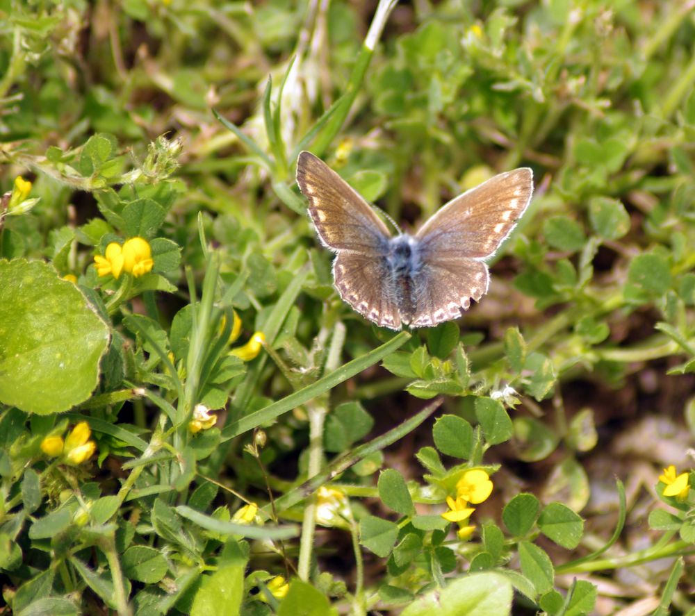 Papillon .. (1) vu de dessus