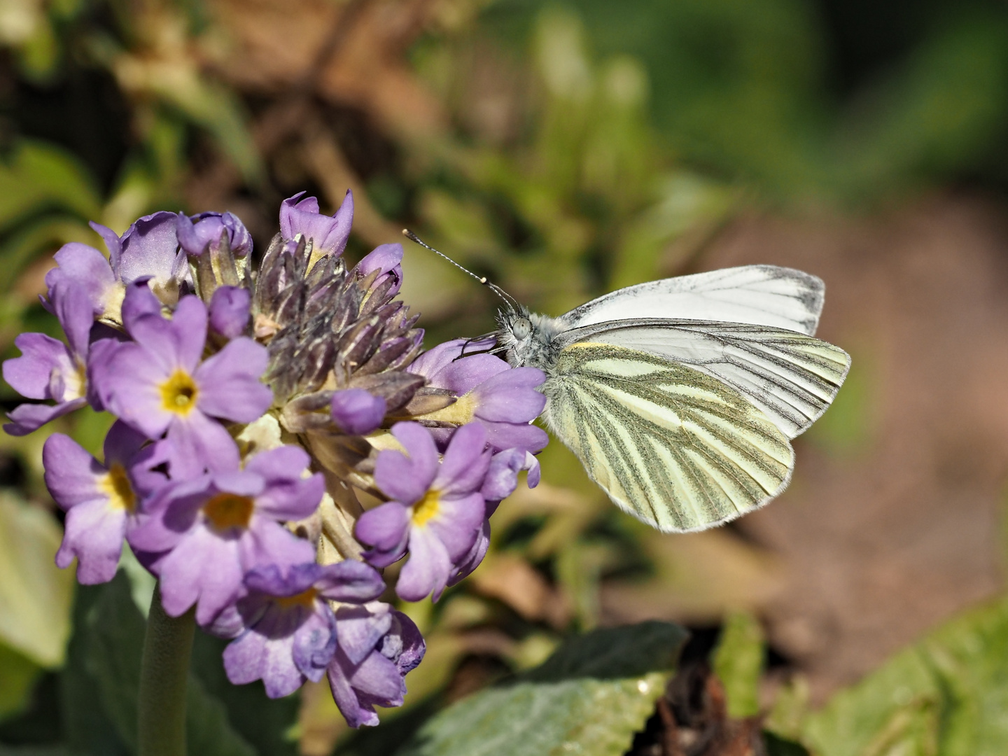 papillon 101