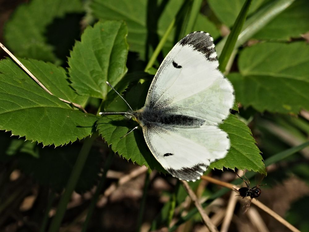 papillon 102 - female