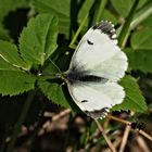 papillon 102 - female
