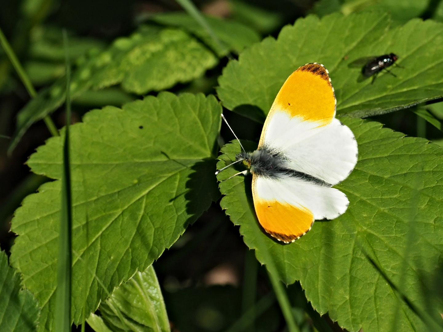 papillon 103 - male