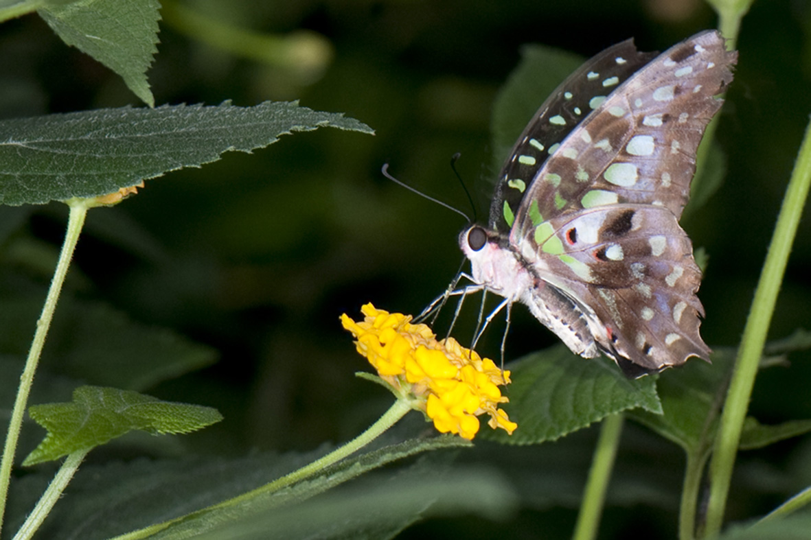 Papillon