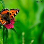 Papillon