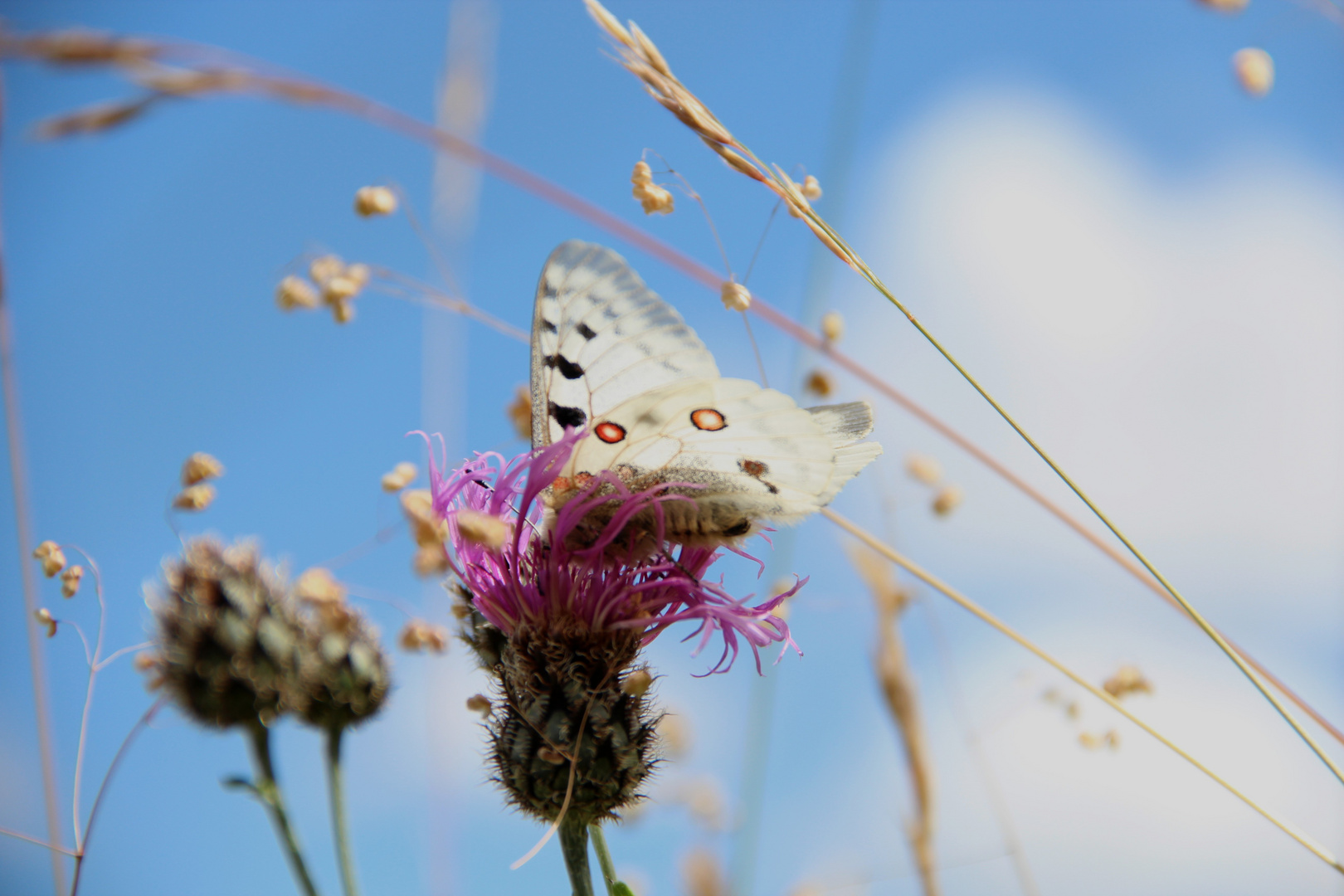 papillon