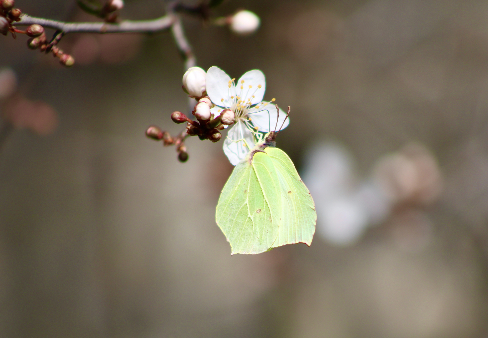 ....Papillon !!!...