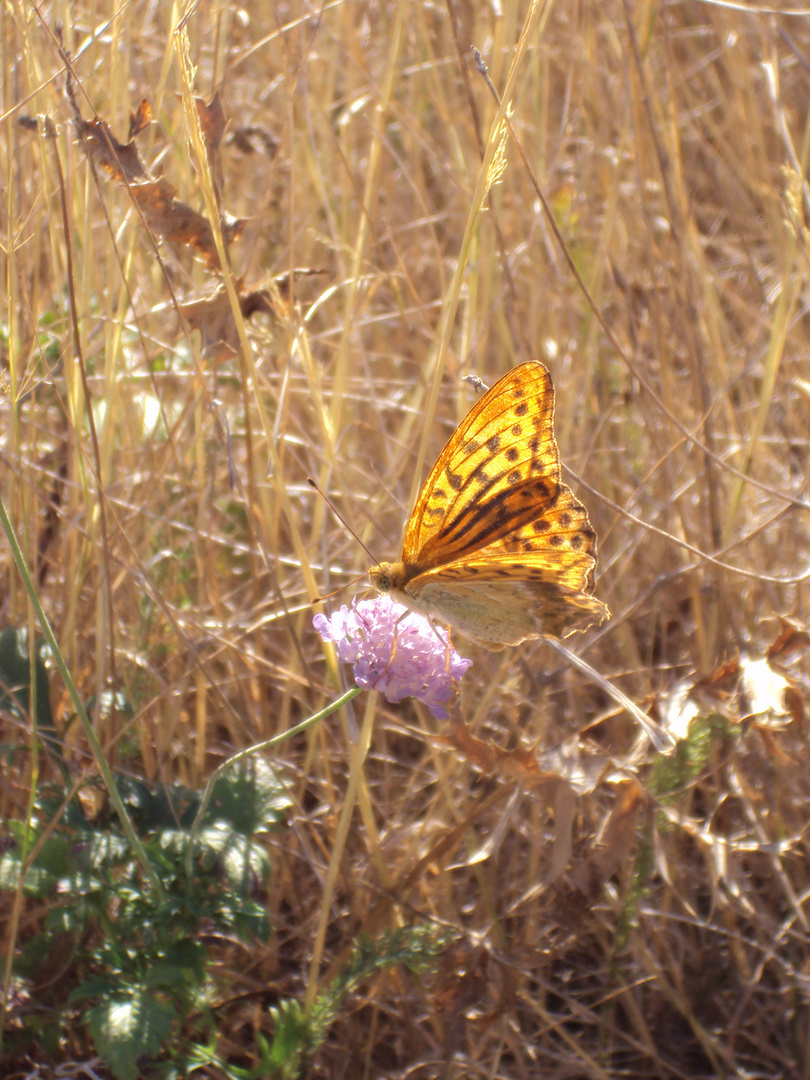 papillon