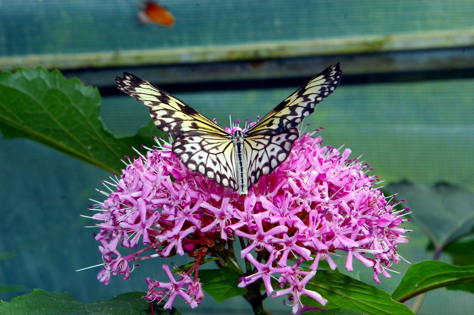 Papillon