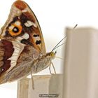 Papillon - 