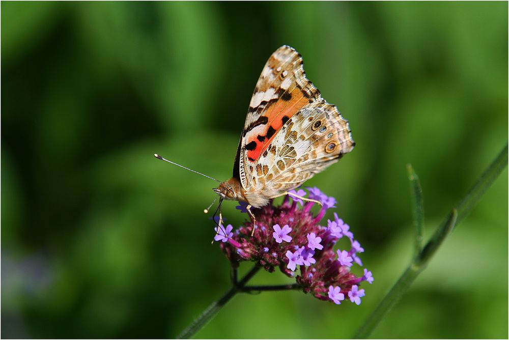 Papillon