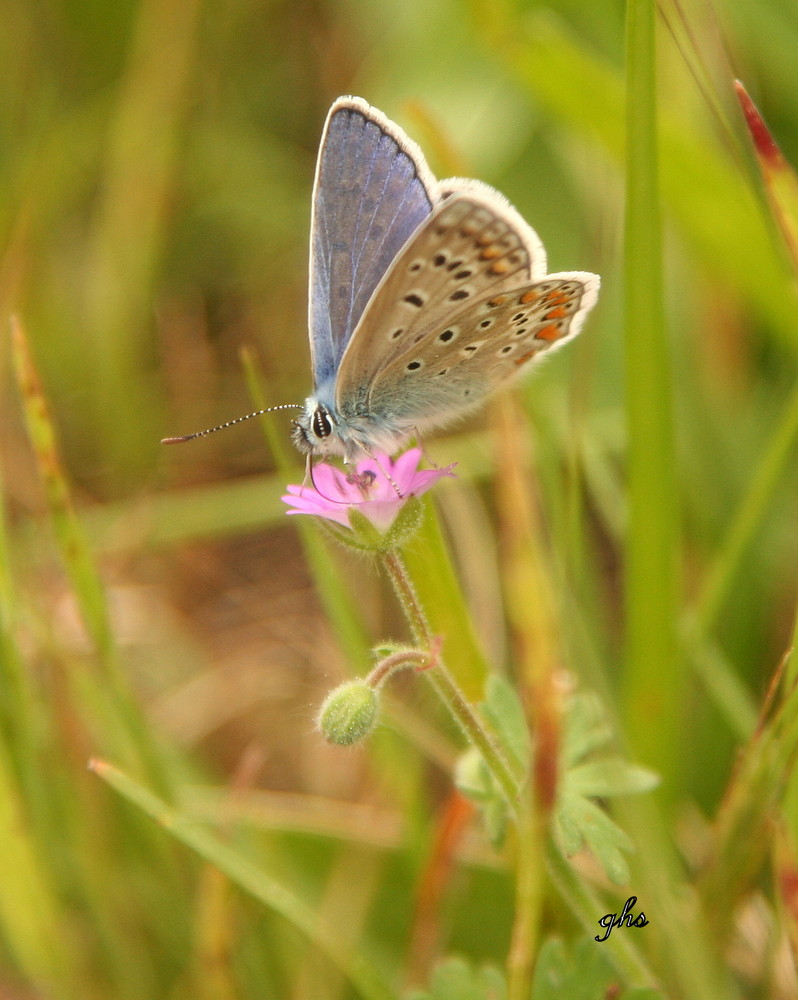 papillon