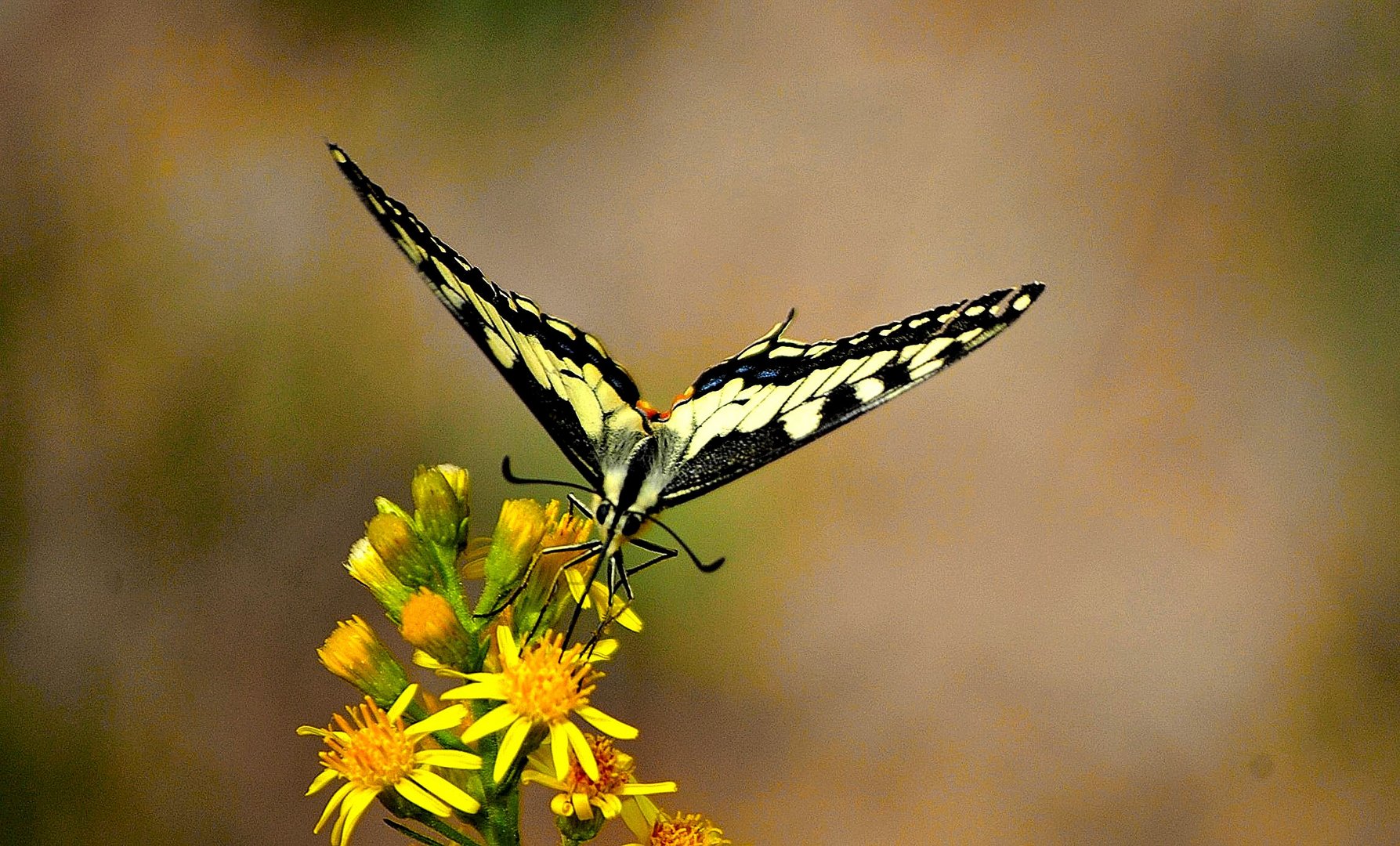 Papillón 2