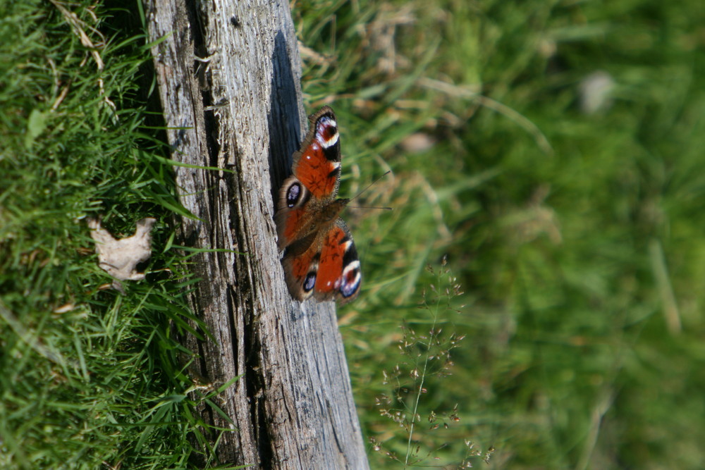 papillon 2