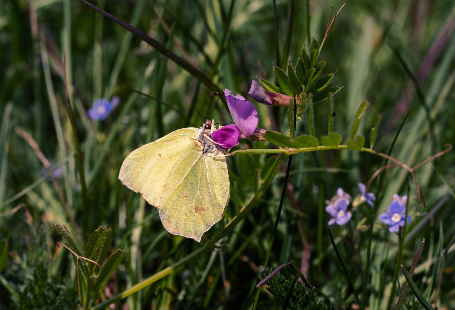 Papillon