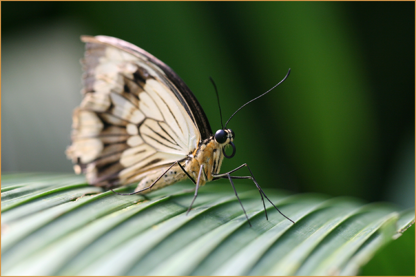 Papillon