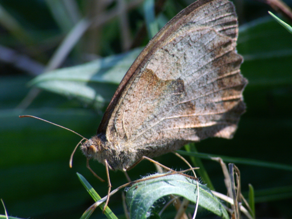 Papillon