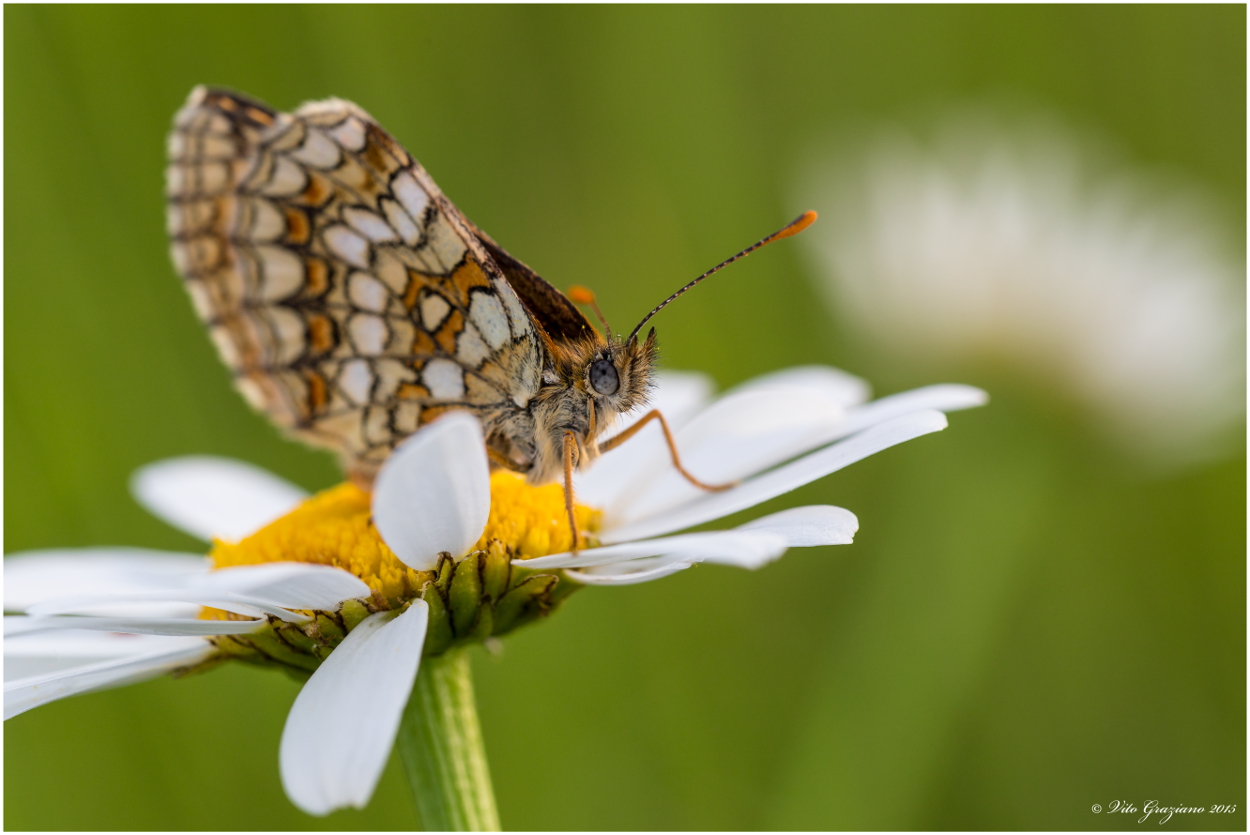 Papillon