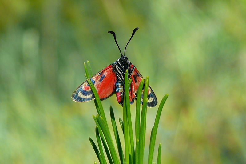 PAPILLON