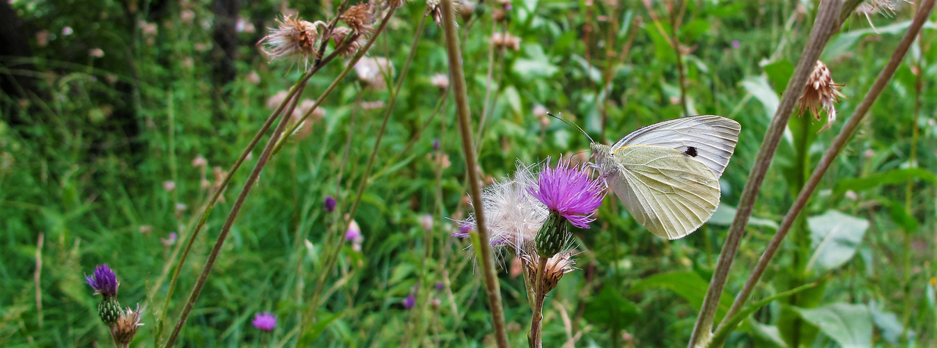 PAPILLON